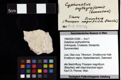 Foto (Objket + Etiketten) von Distefania oxythyreiformis 